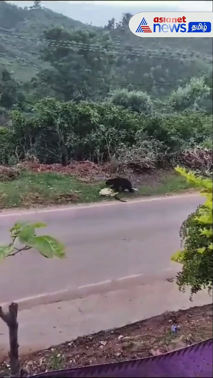 Caught on Camera | குடியிருப்பு பகுதிகளில் உலா வரும் கரடி! குன்னூர் அருகே பொதுமக்கள் பீதி!