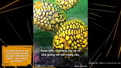 Cá mãng cầu ăn ra sao mà lại có tên của một loại quả? CĐM vẫn hỏi thăm : “Có cá măng cụt không?”