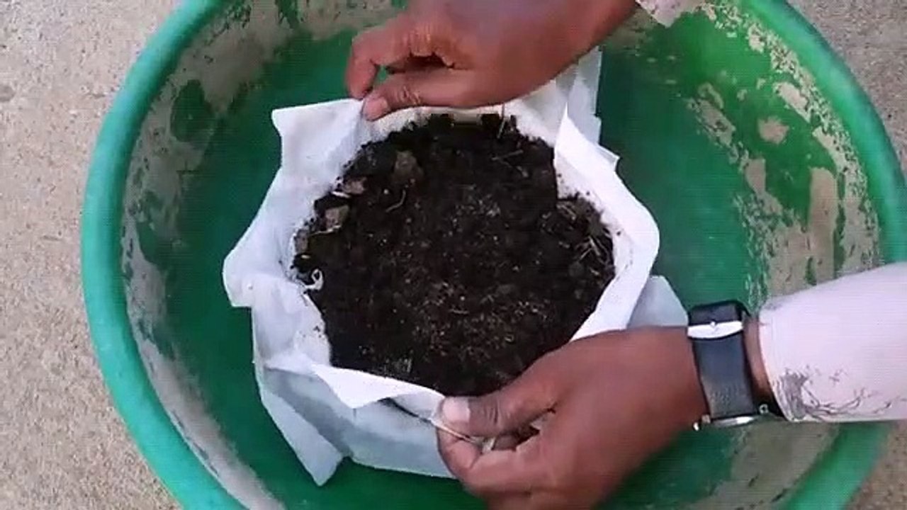 how to grow coriander in summer season coriander growing tips video