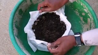 how to grow coriander in summer season - coriander growing tips