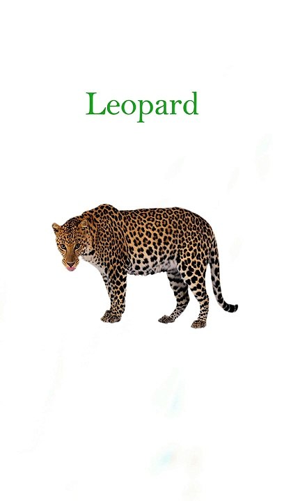 Wild Animals | Wild Animals Name | जंगली जानवरों के नाम | Wild Animals for Kids | Kids Video #shorts