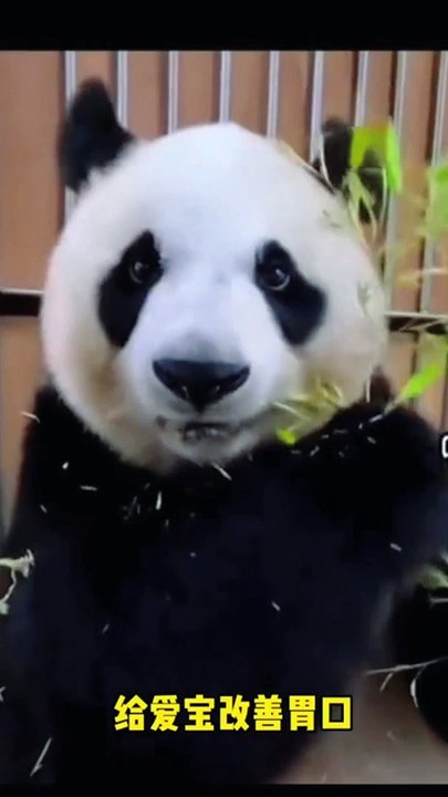 Panda Ai Bao is pregnant with her second child