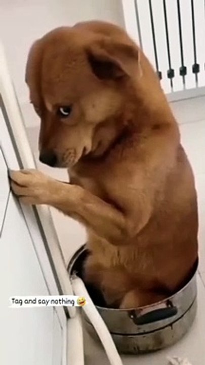 funny dogs