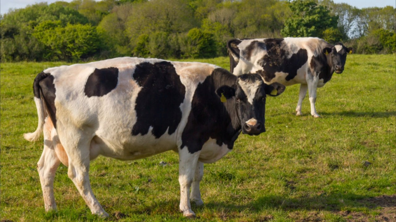 Fürs klima: irland will hunderttausend kühe töten