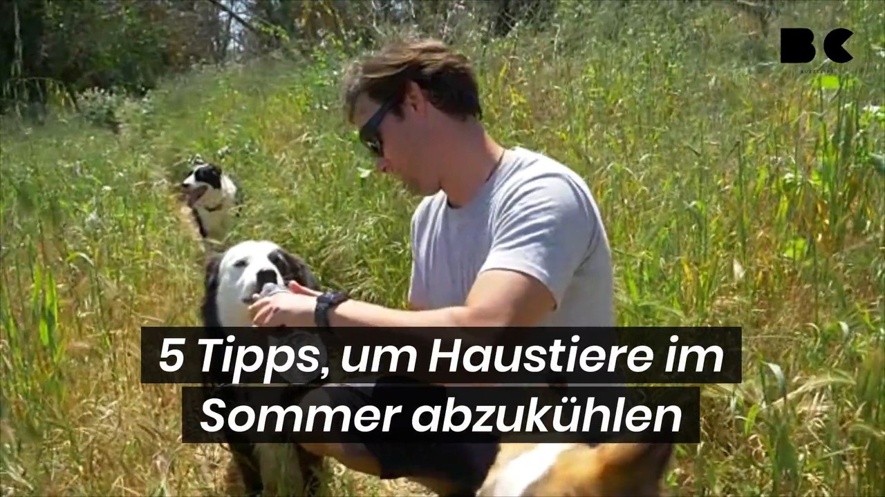5 Tipps, um Haustiere im Sommer abzukühlen