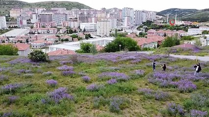Rengarenk çiçekler doğayı canlandırdı