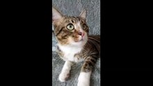 A Cute Little Fluffy Cat (3)