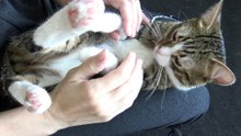 Funny Cat Allows Me to Tickle His Belly (1)