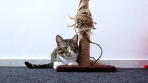 Cute Little Cat Sits on His Scratching Post (4)