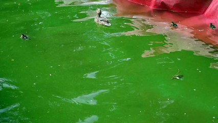 Little Green Eyed Cat (5)