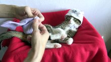 This Funny Cat Wears Socks (2)
