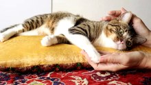 Sweet Cat Sleeps on the Yellow Pillow (1)