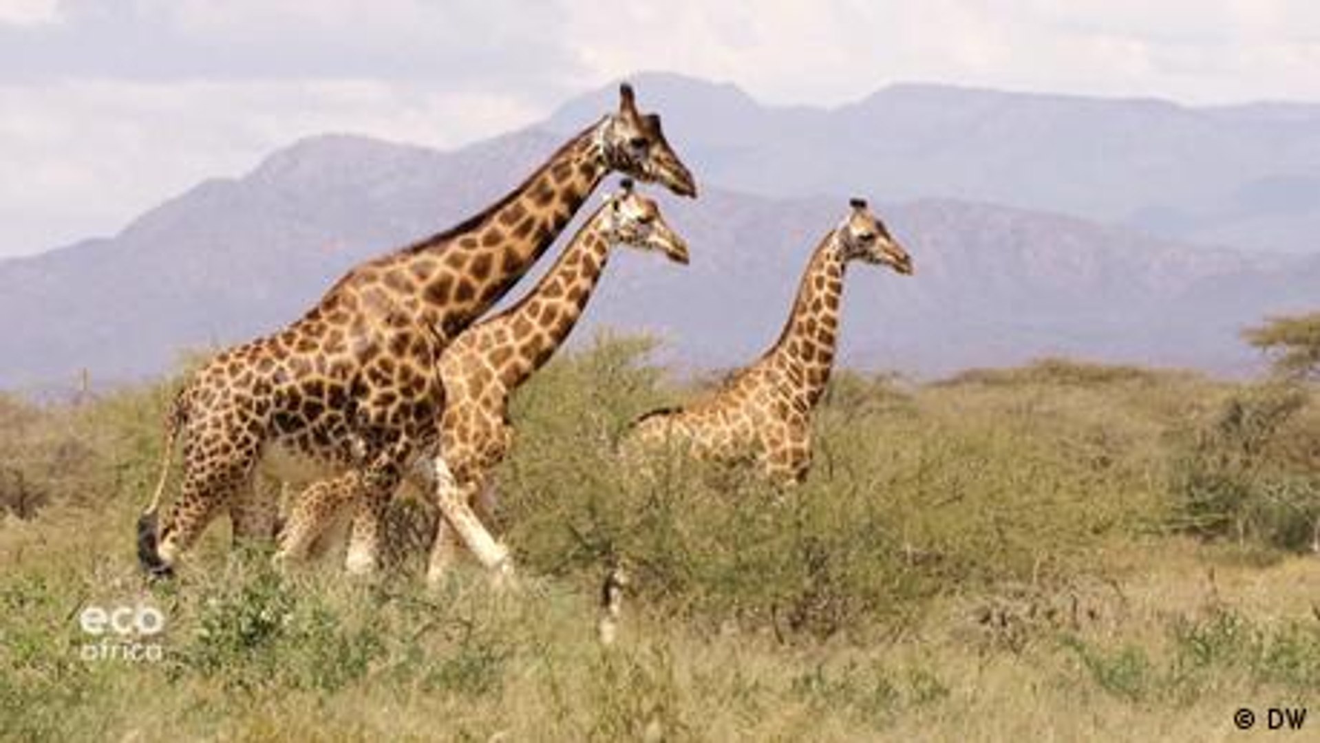 ⁣Saving the endangered Rothschild giraffe