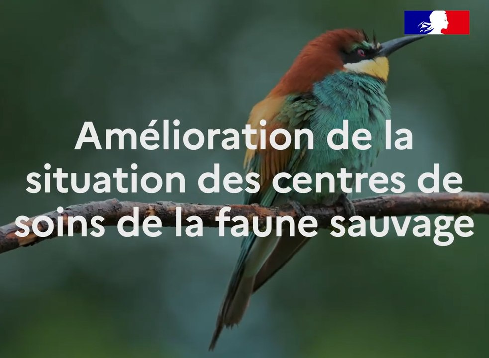 Focus sur... la faune sauvage - IGEDD