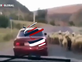 Arabasıyla sürüye yaklaştı, koyunu böyle kaçırdı