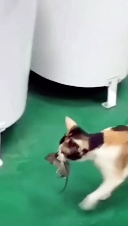 This is some kind of wrong cat