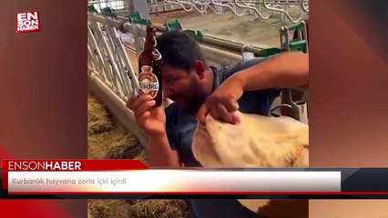 Kurbanlık hayvana zorla içki içirdi