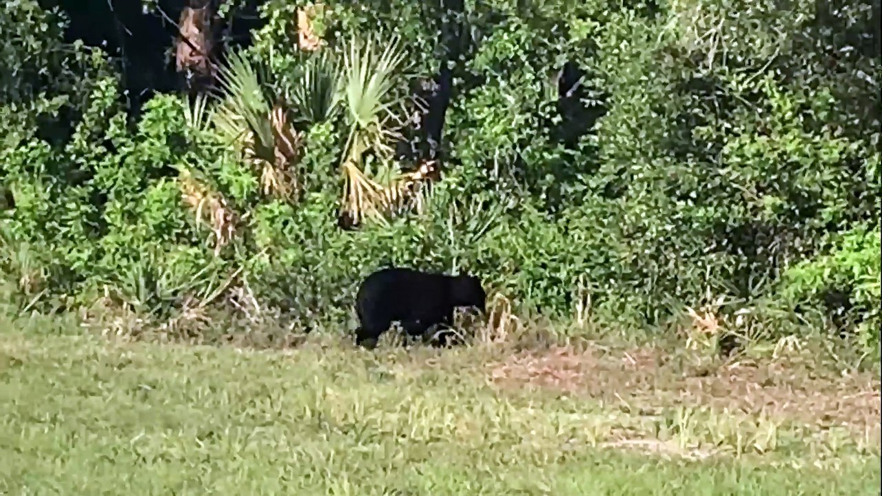 Bear appears bashful after being caught snooping around airport