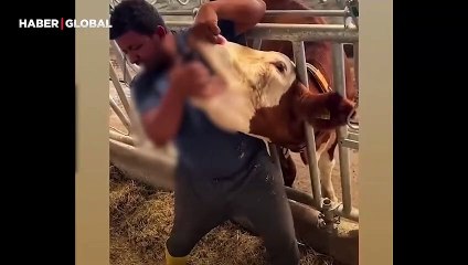 Kurbanlık ineğe skandal işkence: Zorla içki içirdi, gülerek yayınladı
