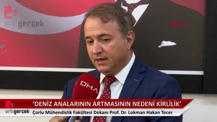 ‘Marmara'da denizanalarının artmasının nedeni kirlilik’