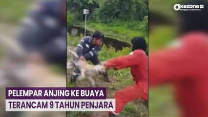 Download Video: Pelaku Pelempar Anjing ke Buaya Terancam 9 Tahun Penjara