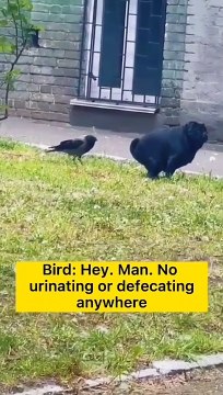 #funnypets watch till the end Follow for more - ls_1 #doglover #cuteanimals #petstagram #animalslover #funnyanimals #animalsofinstagram #catlover #animals #funnyvideos #funnycats #england #usa #travel