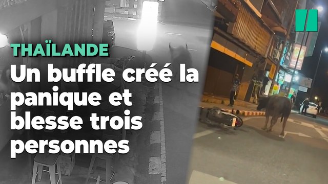 En Thaïlande, un buffle créé la panique et blesse trois personnes