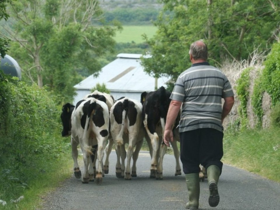 Für den Klimaschutz: Will Irland 200.000 Kühe töten?