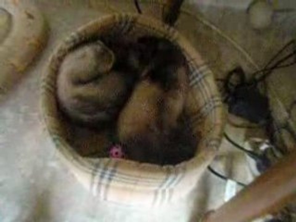 quand un furet s'amuse !