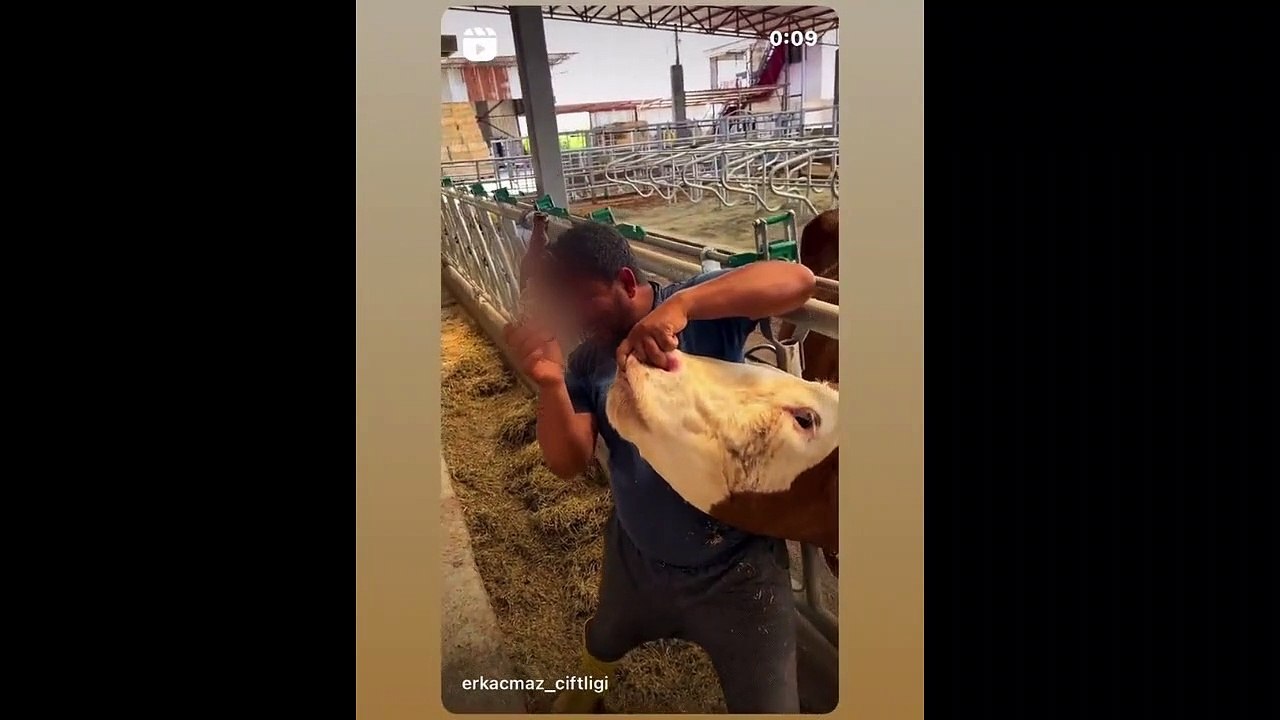Kurban Bayramı öncesi büyük rezillik! Satacağı kurbanlığa bira içirdi