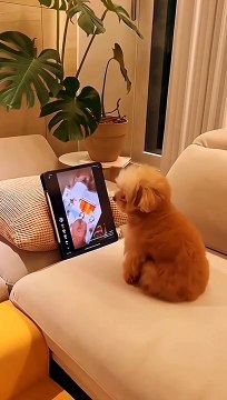 #funnypets watch till the end Follow for more - @funny.animals_1 #doglover #cuteanimals #animalslover #funnyanimals ##catlover #animals #funnyvideos avel_2