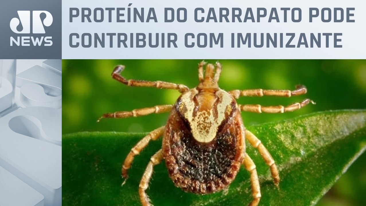 Estudo mostra potencial para vacina contra a febre maculosa
