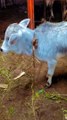 Cow Moo, Crazy sound of cow #shorts #village #animals #cow #sound
