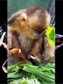 Golden Snub Nosed Monkey | Cute monkeys