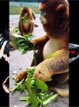 Golden Snub Nosed Monkey | Funny monkey 