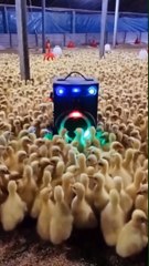#funnypets   watch till the end   Follow for more  - @funny.animals #doglover #cuteanimals #funnyanimals #animalsofinstagram #catlover #animals #funnyvideos #funnycats #england #usa #