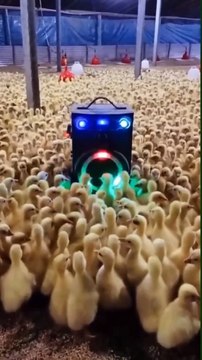 #funnypets watch till the end Follow for more - @funny.animals #doglover #cuteanimals #funnyanimals #animalsofinstagram #catlover #animals #funnyvideos #funnycats #england #usa #