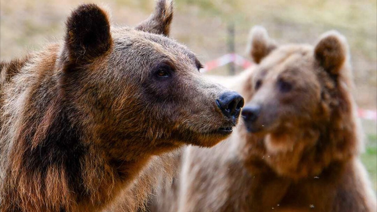 Ukrainische Bärenschwestern kommen nach Deutschland