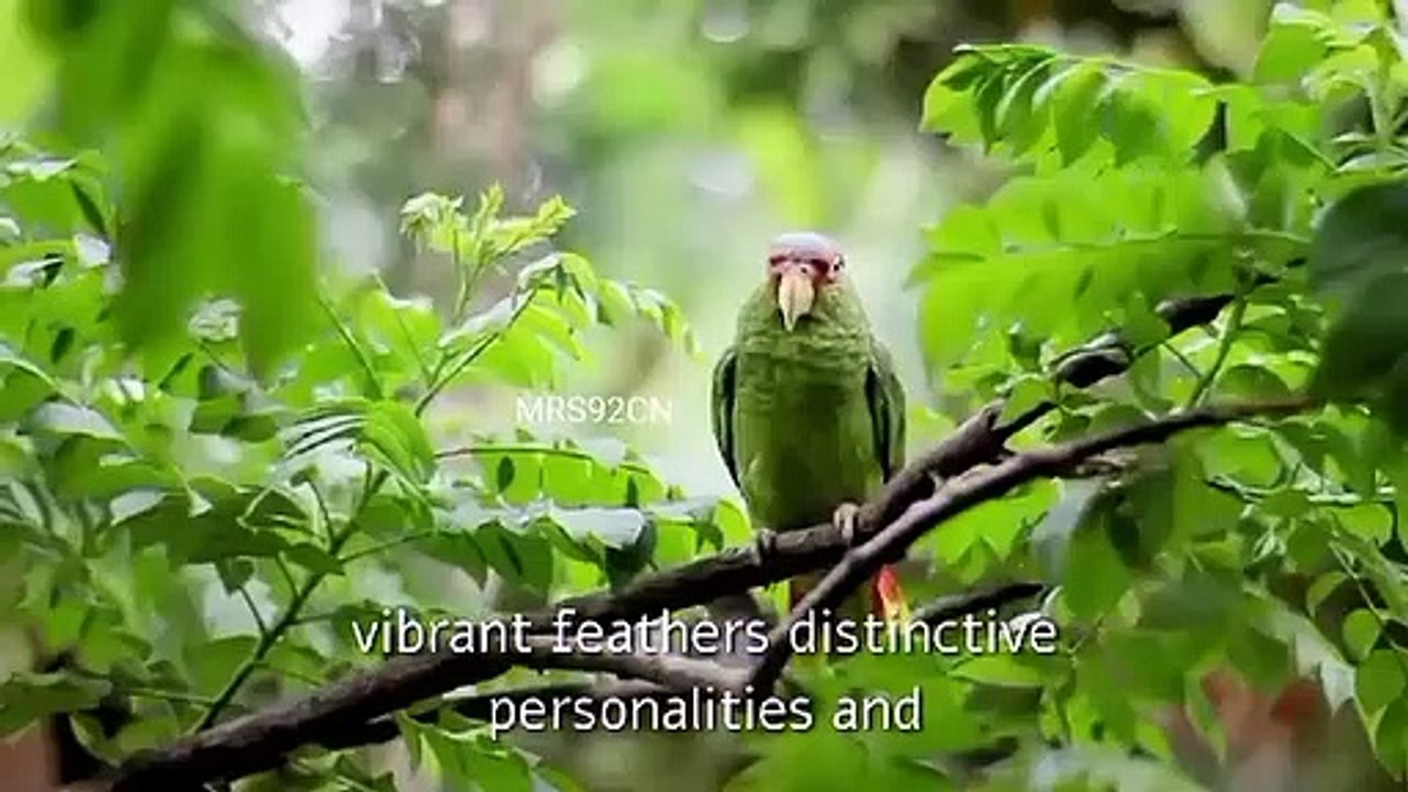 Parrots are fascinating creatures.