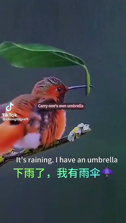 Smart bird