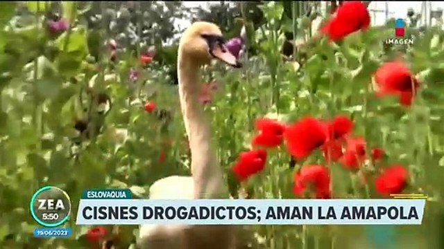 Cisnes se vuelven adictos a la amapola