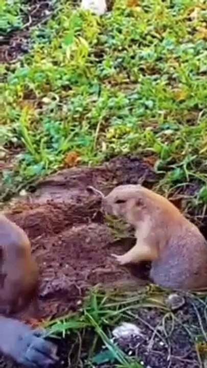 #funnypets   watch till the end   Follow for more - @funny.animals#_2حيوانات رائعة