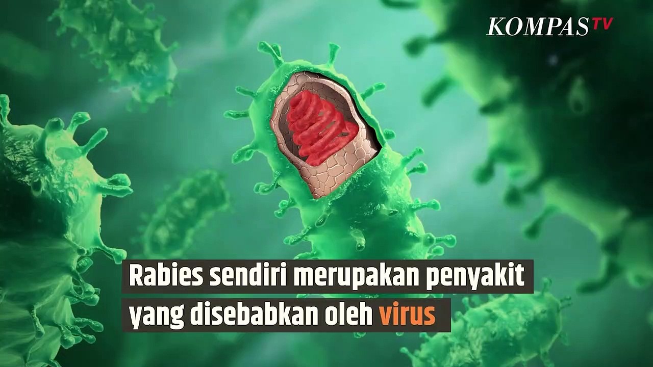 Kenapa Orang yang Kena Rabies Takut Air?|SINAU - Video Dailymotion