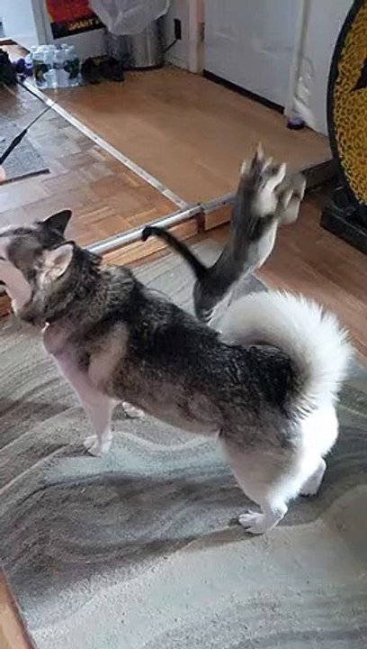 Cat fails in epic fashion trying to catch toy