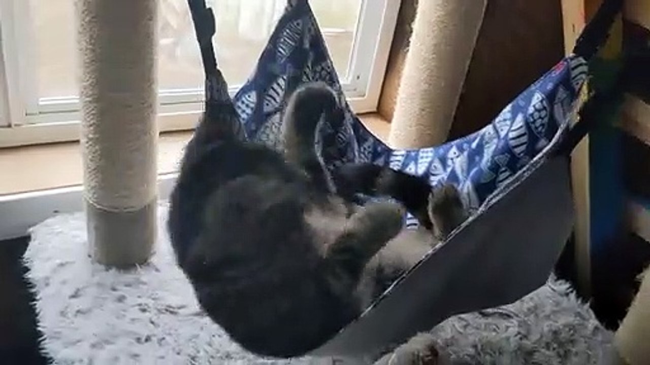 Cat Loves To Lounge In Her Own Personal Hammock