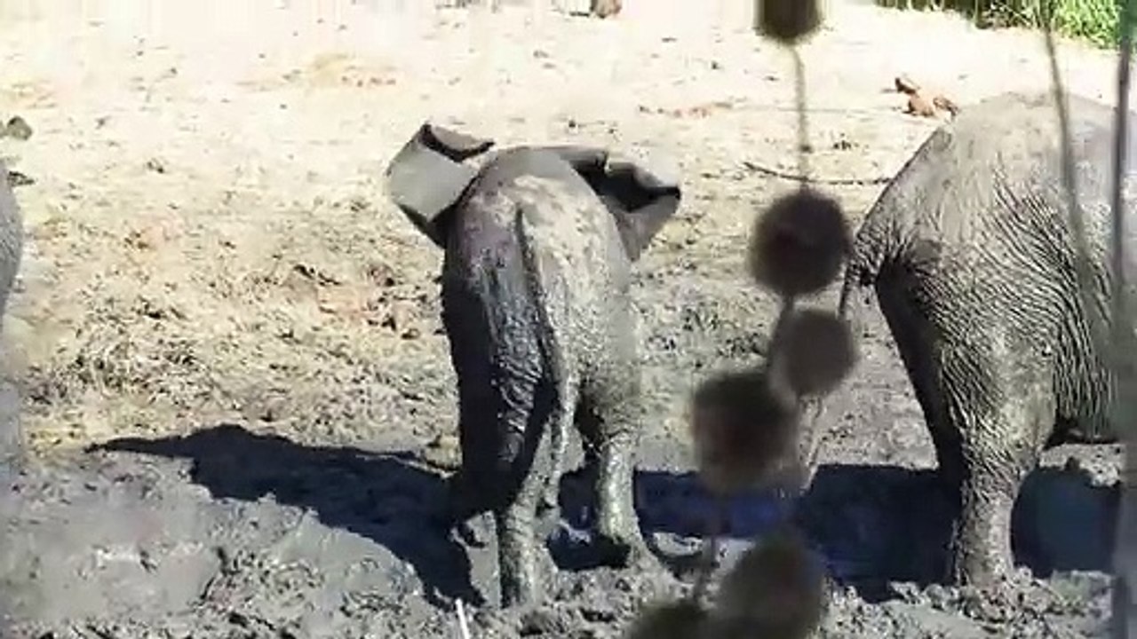Clumsy baby elephant slips & falls back into mud wallow