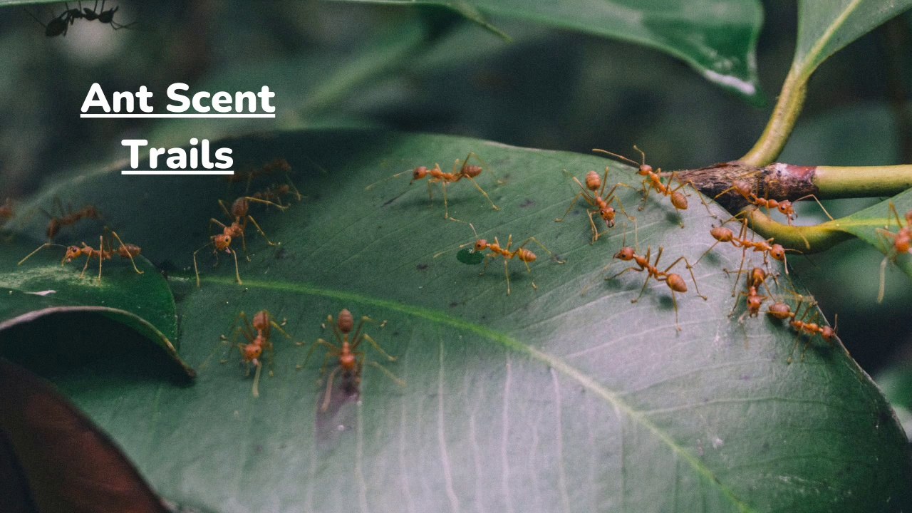 The intricate World of Ant Scent Trails - video Dailymotion