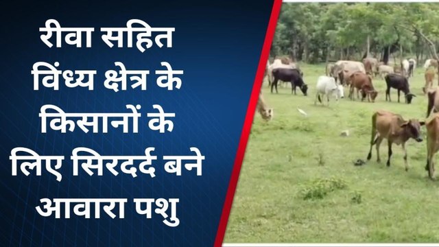 रीवा: आवारा पशुओं के आतंक से परेशान है किसान, नहीं बच रहे खेत