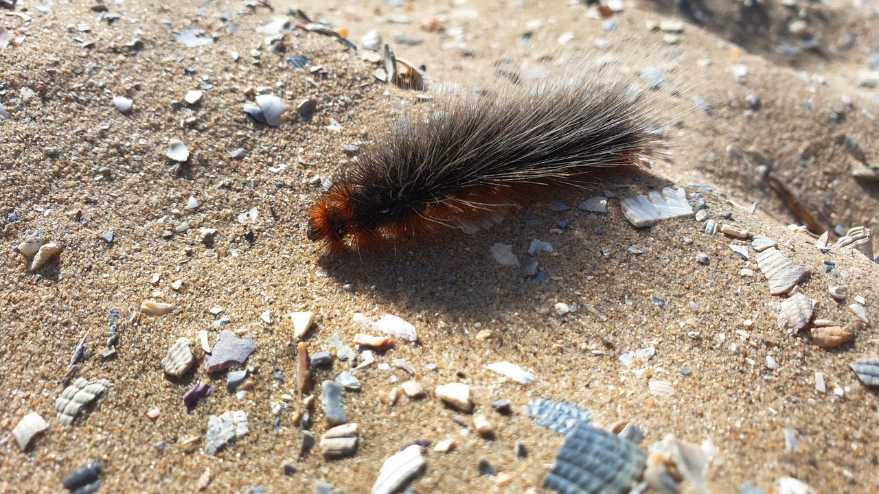 Die gefährliche Goldafterraupe breitet sich in Deutschland aus