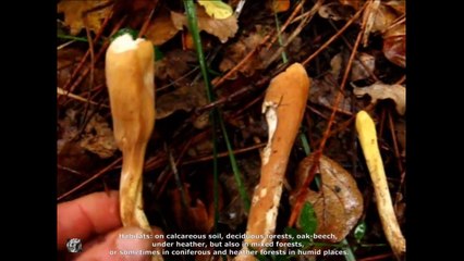 Clavariadelphus pistillaris. Champimaginatis. English Text